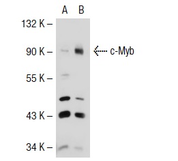 c-Myb (C-19): sc-517. Western blot analysis of c-Myb expression in non-transfected: sc-117752 (A) and human c-Myb transfected: sc-117003 (B) 293T whole cell lysates.