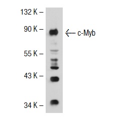 c-Myb (C-19): sc-517. Western blot analysis of c-Myb expression in Jurkat whole cell lysate.