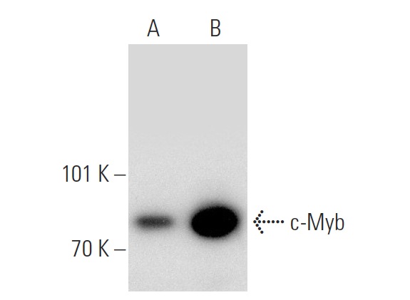 c-Myb (C-19): sc-517. Western blot analysis of c-Myb expression in Jurkat (A) and CCRF-CEM (B) whole cell lysates.