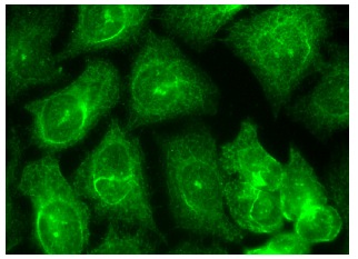 c-Myb (C-19): sc-517. Immunofluorescence staining of methanol-fixed HeLa cells showing nuclear and cytoplasmic localization.