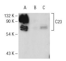 C23 (D-6): sc-17826. Western blot analysis of C23 expression in CCRF-CEM whole cell lysate (A), NIH/3T3 (B) and KNRK (C) nuclear extracts.