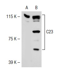 C23 (D-6): sc-17826. Western blot analysis of C23 expression in 293T whole cell lysate (A) and HeLa nuclear extract (B).