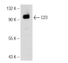 C23 (D-6): sc-17826. Western blot analysis of C23 expression in Jurkat nuclear extract.