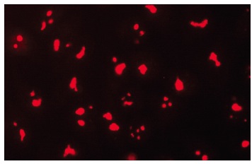 C23 (D-6): sc-17826. Immunofluorescence staining of methanol-fixed HeLa cells showing nucleolar localization.