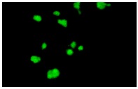 C23 (H-250): sc-13057. Immunofluorescence staining of methanol-fixed HeLa cells showing nucleolar localization.