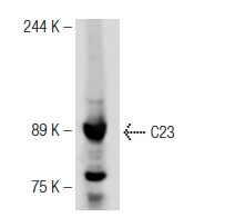 C23 (H-250): sc-13057. Western blot analysis of C23 expression in Jurkat nuclear extract.
