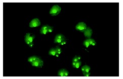 C23 (MS-3): sc-8031. Immunofluorescence staining of methanol-fixed HeLa cell showing nuclear localization.