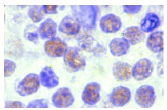 C23 (MS-3): sc-8031. Immunoperoxidase staining of formalin-fixed, paraffin-embedded normal human tonsil showing nuclear localization.