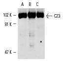 C23 (MS-3): sc-8031. Western blot analysis of C23 expression in Jurkat (A), CCRF-CEM (B) and K-562 (C) whole cell lysates.