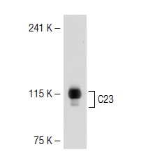 C23 (MS-3): sc-8031. Western blot analysis of C23 expression in 293T whole cell lysate.