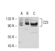 C23 (MS-3): sc-8031. Western blot analysis of C23 expression in non-transfected: sc-117752 (A) and mouse C23 transfected: sc-118912 (B) 293T whole cell lysates and Jurkat nuclear extract (C).
