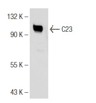C23 (MS-3): sc-8031. Western blot analysis of C23 expression in Jurkat nuclear extract.