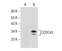 CCDC43 (K-13): sc-137379. Western blot analysis of CCDC43 expression in non-transfected: sc-117752 (A) and human CCDC43 transfected: sc-116138 (B) 293T whole cell lysates.