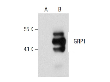 GRP1 (C-20): sc-9732. Western blot analysis of GRP1 expression in non-transfected: sc-117752 (A) and human GRP1 transfected: sc-171294 (B) 293T whole cell lysates.