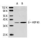 HSP 40 (C-20): sc-1800. Western blot analysis of HSP 40 expression in untreated (A) and heat shock-activated (B) HeLa whole cell lysates.
