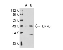 HSP 40 (C-20): sc-1800. Western blot analysis of HSP 40 expression in non-transfected: sc-117752 (A) and human HSP 40 transfected: sc-114001 (B) 293T whole cell lysates.