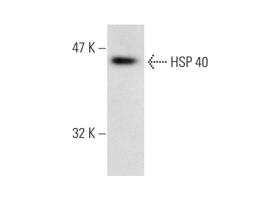 HSP 40 (C-20): sc-1800. Western blot analysis of HSP 40 expression in K-562 whole cell lysate.