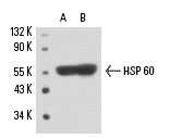 HSP 60 (LK1): sc-59567. Western blot analysis of HSP 60 expression in NIH/3T3 (A) and HeLa (B) whole cell lysates.