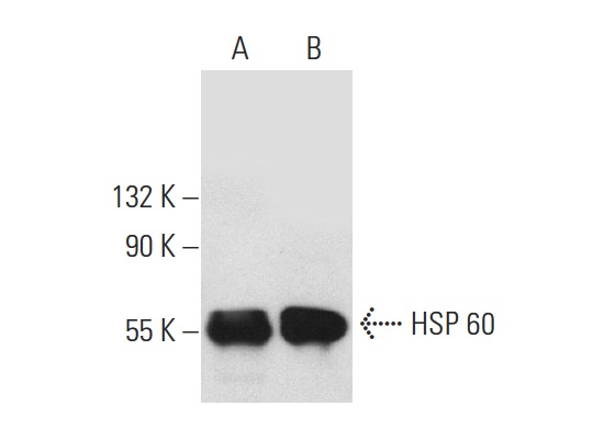 HSP 60 (LK1): sc-59567. Western blot analysis of HSP 60 expression in NIH/3T3 (A) and HeLa (B) whole cell lysates.