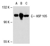 HSP 105 (B-7): sc-74550. Western blot analysis of HSP 105 expression in non-transfected 293T: sc-117752 (A), human HSP 105 transfected 293T: sc-114818 (B) and HeLa (C) whole cell lysates.