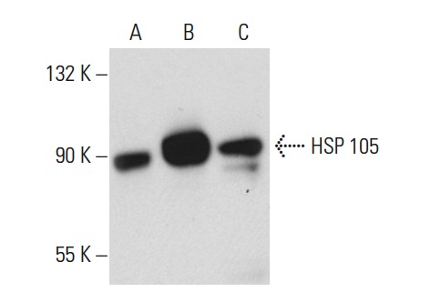 HSP 105 (B-7): sc-74550. Western blot analysis of HSP 105 expression in non-transfected 293T: sc-117752 (A), human HSP 105 transfected 293T: sc-175399 (B) and HeLa (C) whole cell lysates.