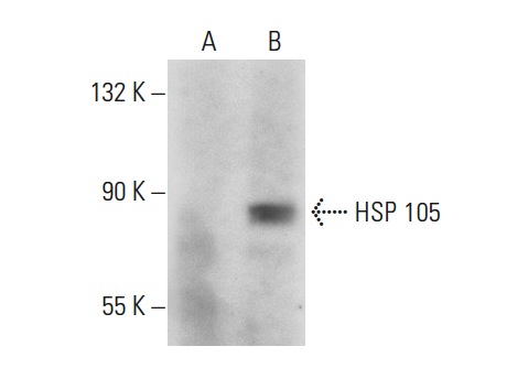 HSP 105 (B-7): sc-74550. Western blot analysis of HSP 105 expression in non-transfected: sc-117752 (A) and human HSP 105 transfected: sc-175399 (B) 293T whole cell lysates.