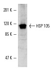 HSP 105 (N-187): sc-6241. Western blot analysis of HSP 105 expression in HeLa whole cell lysate.