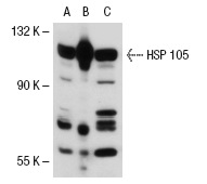 HSP 105 (N-187): sc-6241. Western blot analysis of HSP 105 expression in non-transfected 293T: sc-117752 (A), human HSP 105 transfected 293T: sc-114818 (B) and HeLa (C) whole cell lysates.