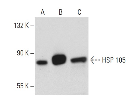 HSP 105 (N-187): sc-6241. Western blot analysis of HSP 105 expression in non-transfected 293T: sc-117752 (A), human HSP 105 transfected 293T: sc-175399 (B) and HeLa (C) whole cell lysates.