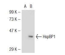 HspBP1 (C-17): sc-34256. Western blot analysis of HspBP1 expression in non-transfected: sc-117752 (A) and mouse HspBP1 transfected: sc-126981 (B) 293T whole cell lysates.