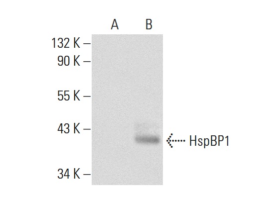 HspBP1 (C-17): sc-34256. Western blot analysis of HspBP1 expression in non-transfected: sc-117752 (A) and human HspBP1 transfected: sc-171483 (B) 293T whole cell lysates.