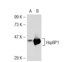 HspBP1 (N-15): sc-34252. Western blot analysis of HspBP1 expression in non-transfected: sc-117752 (A) and mouse HspBP1 transfected: sc-126981 (B) 293T whole cell lysates.