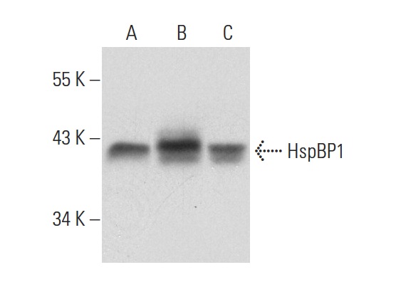 HspBP1 (N-15): sc-34252. Western blot analysis of HspBP1 expression in non-transfected 293T: sc-117752 (A), human HspBP1 transfected 293T: sc-171661 (B) and HeLa (C) whole cell lysates.