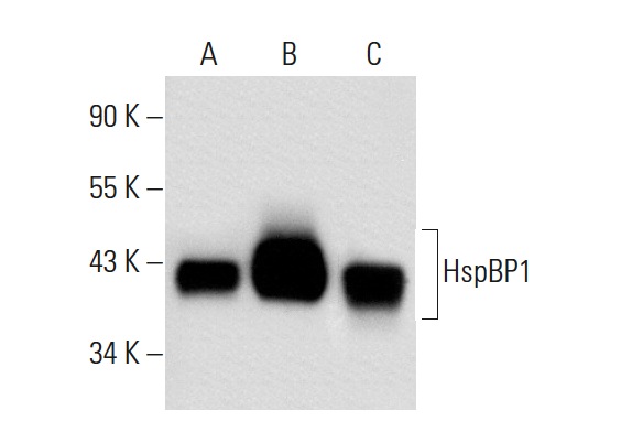 HspBP1 (N-15): sc-34252. Western blot analysis of HspBP1 expression in non-transfected 293T: sc-117752 (A), human HspBP1 transfected 293T: sc-171483 (B) and HeLa (C) whole cell lysates.