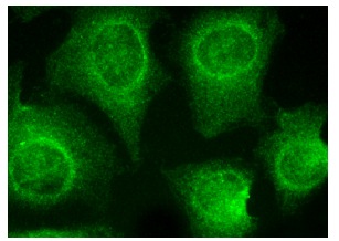 HspBP1 (N-15): sc-34252. Immunofluorescence staining of methanol-fixed HeLa cells showing cytoplasmic and nuclear localization.
