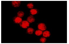 IFI-16 (1G7): sc-8023. Immunofluorescence staining of methanol-fixed BJAB cells showing nuclear localization.