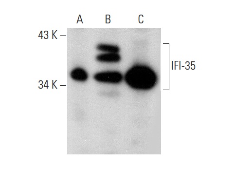 IFI-35 (39.287): sc-100769. Western blot analysis of IFI-35 expression in non-transfected: sc-117752 (A) and human IFI-35 transfected: sc-175914 (B) 293T whole cell lysates and A-431 nuclear extract (C).