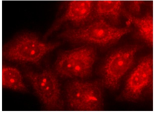 IMP-1 (D-9): sc-166344. Immunofluorescence staining of methanol-fixed HeLa cells showing nucleolar and cytoplasmic localization.
