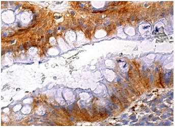 IMP-1 (D-9): sc-166344. Immunoperoxidase staining of formalin fixed, paraffin-embedded human rectum tissue showing cytoplasmic staining of glandular cells.