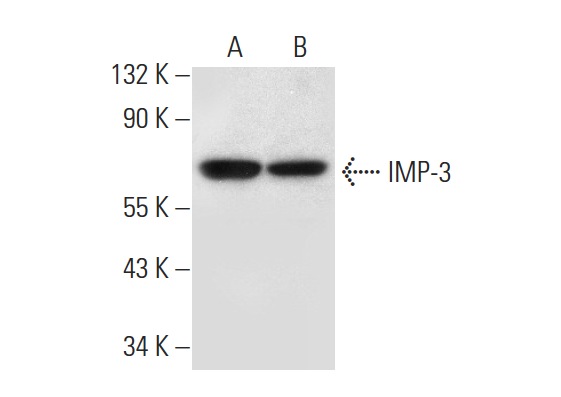 IMP-3 (C-11): sc-365641. Western blot analysis of IMP-3 expression in HeLa (A) and HEL 92.1.7 (B) whole cell lysates.