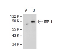 IRP-1 (E-12): sc-166022. Western blot analysis of IRP-1 expression in non-transfected: sc-110760 (A) and human IRP-1 transfected: sc-113248 (B) 293T whole cell lysates.