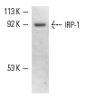 IRP-1 (N-17) : sc-14216. Western blot analysis of IRP-1 expression in HeLa whole cell lysate.