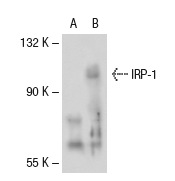 IRP-1 (H-64): sc-25535. Western blot analysis of IRP-1 expression in non-transfected: sc-117752 (A) and mouse IRP-1 transfected: sc-125502 (B) 293T whole cell lysates.