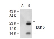 ISG15 (H-150): sc-50366. Western blot analysis of ISG15 expression in non-transfected: sc-117752 (A) and human ISG15 transfected: sc-174441 (B) 293T whole cell lysates.