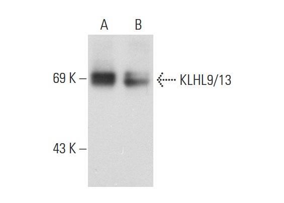 KLHL9/13 (D-4): sc-166486. Western blot analysis of KLHL9/13 expression in Hep G2 (A) and PC-3 (B) whole cell lysates.