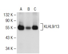KLHL9/13 (D-4): sc-166486. Western blot analysis of KLHL9/13 expression in HeLa (A), OV-90 (B) and ES-2 (C) whole cell lysates.