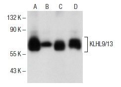 KLHL9/13 (D-4): sc-166486. Western blot analysis of KLHL9/13 expression in Jurkat (A), DU 145 (B), MCF7 (C) and U-87 MG (D) whole cell lysates.