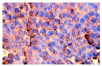 TGFβ1 (V): sc-146. Immunoperoxidase staining of formalin fixed, paraffin-embedded mouse ovary tissue showing extracellular localization.