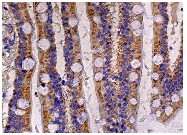 LETM1 (D-5) : sc-271235. Immunoperoxidase staining of formalin fixed, paraffin-embedded human small intestine tissue showing cytoplasmic staining of glandular cells.