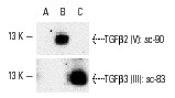 Western blotting analysis of 10 ng each of human recombinant TGFβ1 (A), TGFβ2 (B) and TGFβ3 (C).